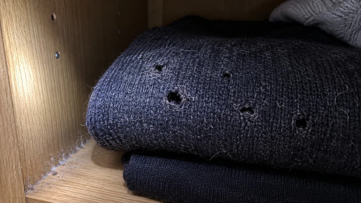 Anthrènes ou mites : comment les différencier