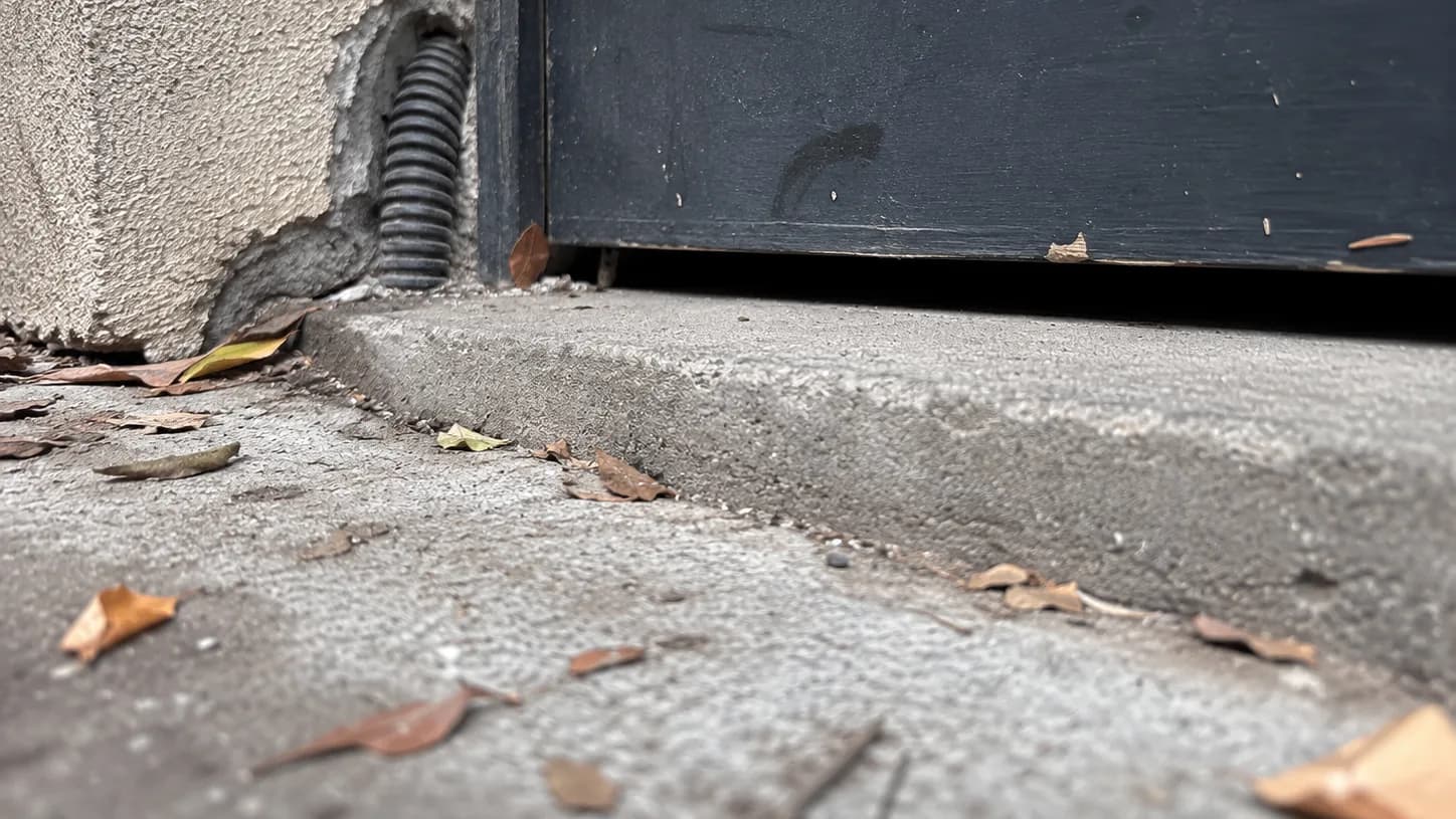 Pourquoi les rongeurs arrivent en automne