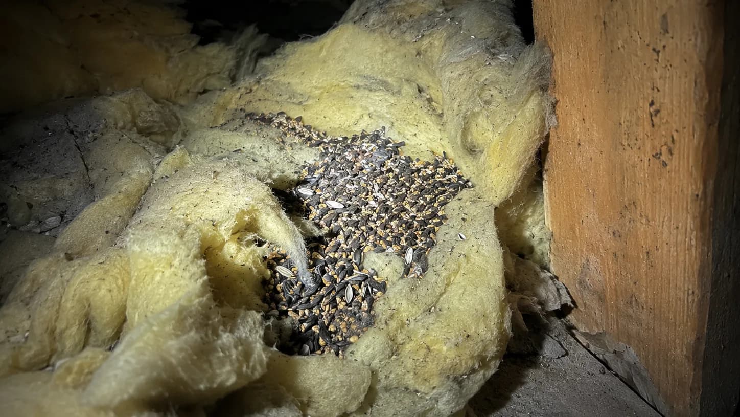 Mulot ou souris : comment les différencier rapidement