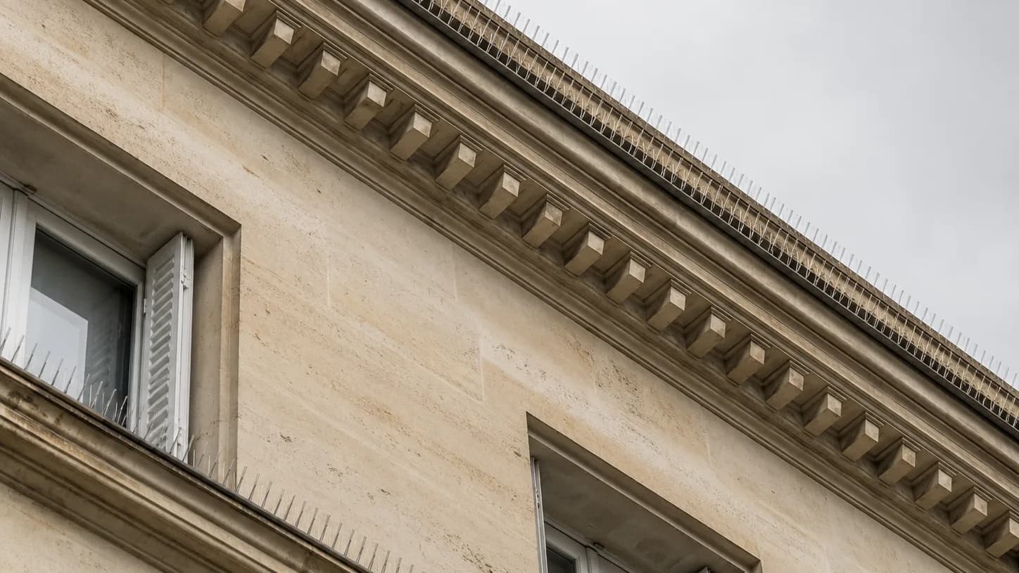 Pigeons : pourquoi les chasser ne sert à rien
