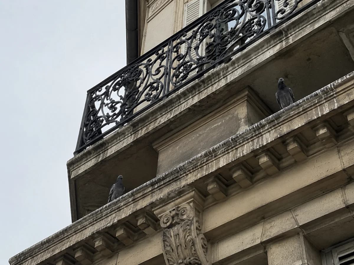 Pigeons en copropriété : qui est responsable ?