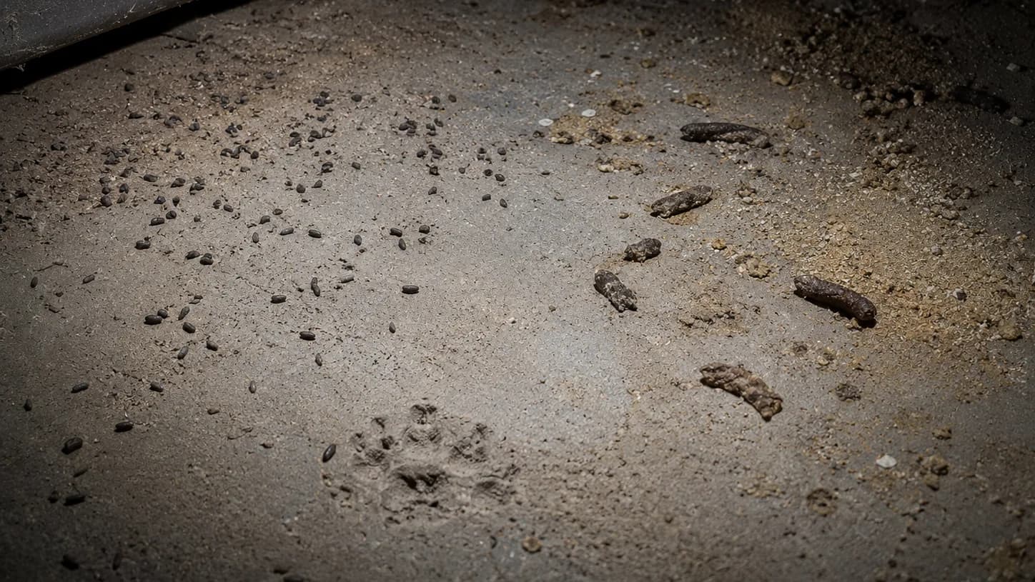 Rats ou souris : comment les différencier ?
