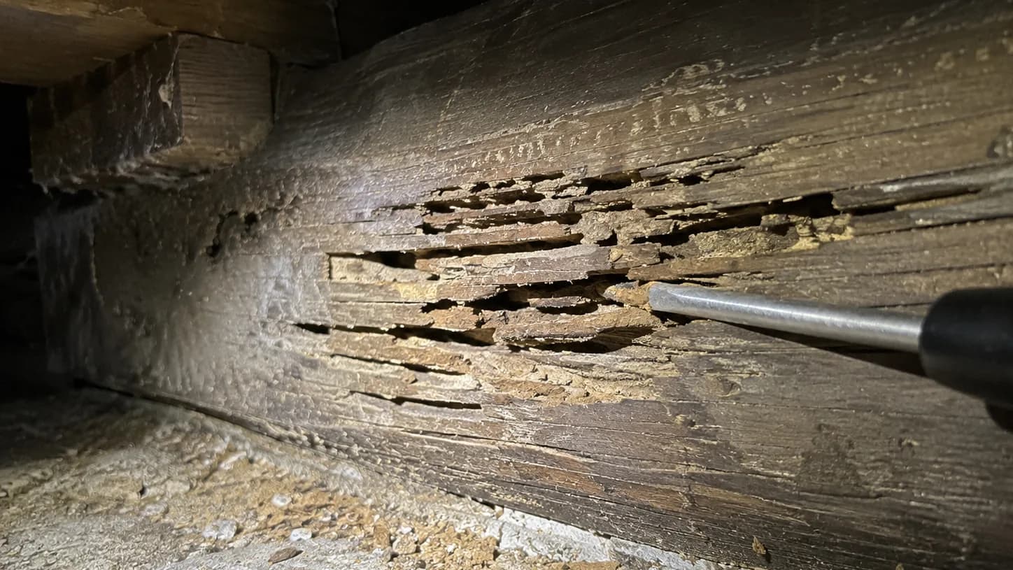 Termites : les signes qu'on remarque trop tard