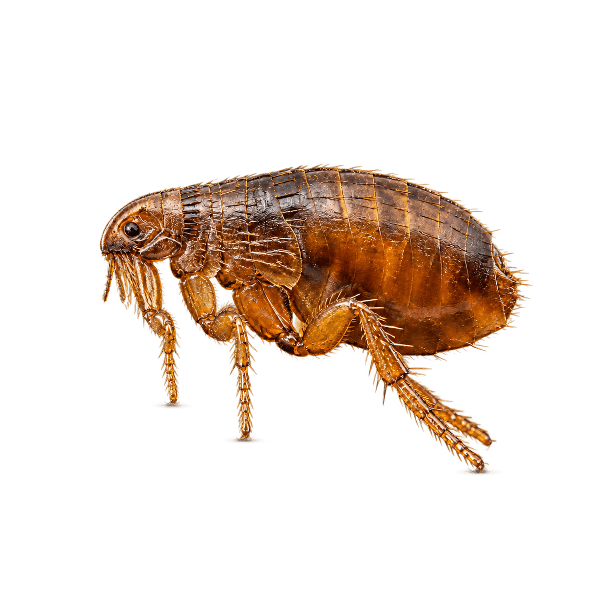 plinthe et textile, traitement d'un logement